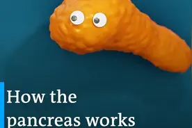 【有关胰腺你我需要知道的事情】
