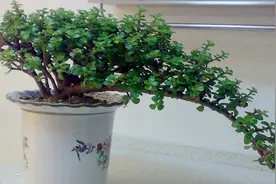 民间有4种吉利花，摆放在客厅再合适不过，听名字就很欢喜222视频封面