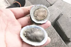 比鲍鱼还贵的“将军鲍”,网上1斤要160元，在这里不花钱自己捡！视频封面