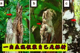 林鸱：靠伪装存活的鸟类，一生都在假装自己是棵树！视频封面