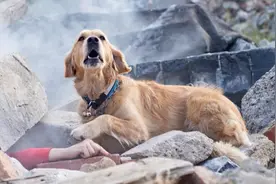 胡鑫宇遗体被找到，搜救犬的工作原理是什么？它们这样搜寻失踪者视频封面