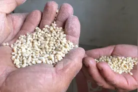 河北麦子大丰收，大婶带你看麦仁制作全过程，熬成粥饭又香又好喝