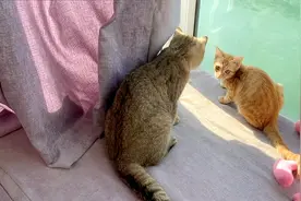 猫咪捕猎抓到一只臭屁虫，被臭得吐了一地还不忘和同伴炫耀