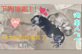 狗爸黑背德牧，狗妈是草黄昆明犬，生下的小狗长啥样？