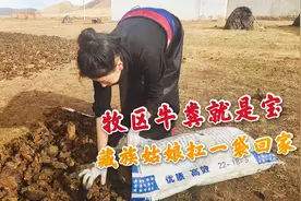 牧区牛粪堆是牧民的财富，藏区姑娘囤了满屋子，烧火取暖还臭吗？视频封面