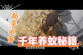 送给饲养宠物蚂蚁新手们的千年养蚁秘籍，保证顺利脱离新手村