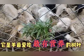 羊最爱吃的六种树叶，根据营养价值和喜爱程度，做个综合排名