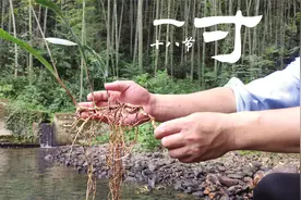 竹林下赶山，在仙草旁发现稀有的飞天蜈蚣，干品市场卖700元一斤