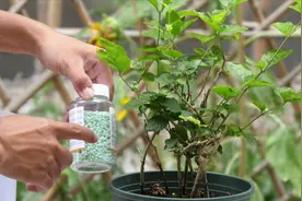 茉莉施什么肥，叶子都不绿，用点肥料，快速恢复油绿视频封面