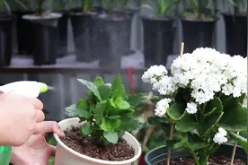 长寿花感染白粉病，用多菌灵没效果？用它2次就能根治！