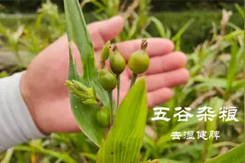 河边有种不起眼的杂粮“薏米”，用来煲粥，对人的好处真不少视频封面