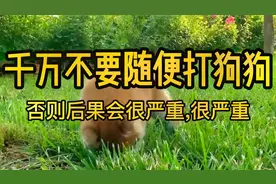 千万不要随便打狗狗，否则后果会很严重，很严重！