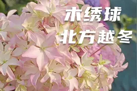 木绣球和绣球花有何不同，哪种可以在北方露养越冬？视频封面