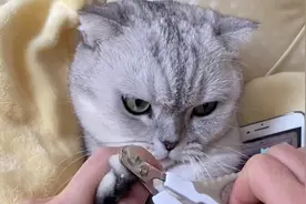 小猫咪不爱剪指甲怎么办？猫：虽然我不是人，但你是真的狗
