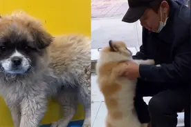 河北大爷带小黑狗洗澡，洗完后变黄白狗，大爷抱狗看10分钟认不出视频封面