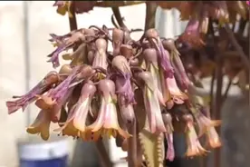 养了1年的植物，繁殖了上千棵，见土就活，很少人见过它开花