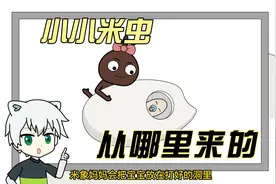 动画：米桶里生了米虫，密闭的盒子，虫子从哪里来？
