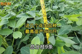 这几个花生新品种，抗病抗旱又高产，最高亩产1600斤视频封面