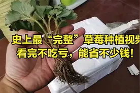 分享草莓的“全套种植教程”，想吃草莓自己种，简单不吃亏！视频封面