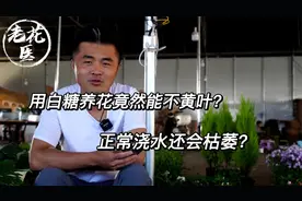 用白糖养花竟然能不黄叶？正常浇水还会枯萎？视频封面