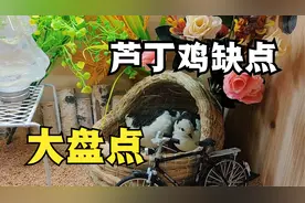 芦丁鸡劝退指南：芦丁鸡到底能不能养，有哪些缺点？入坑之前必看视频封面