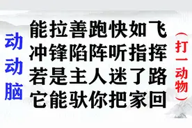 “能拉善跑快如飞，冲锋陷阵听指挥”猜一种动物，你会吗？视频封面