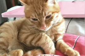 我的猫咪就喜欢躺我身上，如同一位公主殿下，让我时刻以它为中心