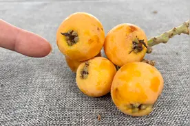 今天才知道，枇杷有个部位不能吃，果农教我正确吃法，看完涨知识