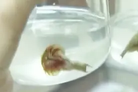 稻田里的三眼怪鲎虫 只出现在一家田里 观察发现水来自一条沟渠视频封面