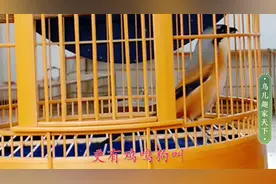 大伯劳羽翼鲜身形俏，声高腔亮花口妙，天生的极品珍宝