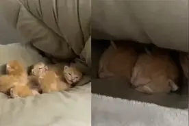 湖南一学生寒假后返校，被窝"长出"5只小奶猫，网友:我们只长老鼠视频封面