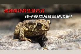 蟾蜍奇特的生娃方式，孩子竟然从背部钻出来！