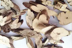 医生详细说明：紫苏梗的功效和作用！