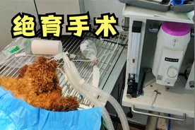 给泰迪做绝育手术，全程无痛呼吸麻醉，狗狗再次见到主人都快哭了