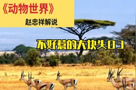 动物世界不好惹的大块头（河马）03###赵忠祥老师解说版视频封面