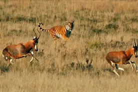 动物世界：丛林之王老虎捕猎，耐心，速度，力量都是最棒的