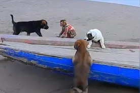 狗狗和猴子打架，看你还敢不敢称大王？