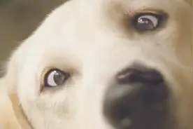 3分钟看完电影《小Q》和《导盲犬小Q》有什么区别和联系？