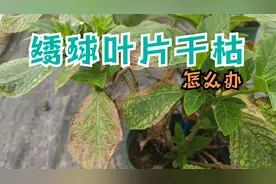 家里的绣球总是叶片干枯，发黄焦边是什么原因？实用解决措施来了视频封面
