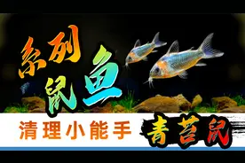 青苔鼠太可怕，你敢养吗？除水藻工具鱼，青苔鼠如何养？鼠鱼饲养