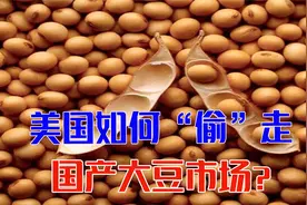 中美大豆战争，美国如何窃取中国大豆？我国的大豆去哪了？视频封面
