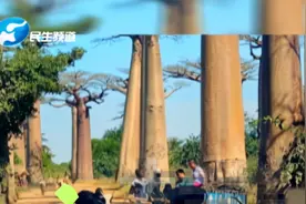 快来打卡吧！郑州植物园引进非洲猴面包树，寿命可达上千年视频封面