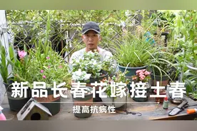 新品长春花嫁接土春，提高抗病性不得茎腐病，而且还是多年生