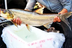 小伙又来县城卖米级翘嘴，8斤半生猛野货被砍到180卖出，良心价！视频封面