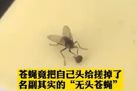 苍蝇竟把自己头给搓掉了，名副其实的“无头苍蝇”！视频封面