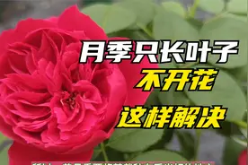月季只长叶子不开花应该如何解决？从这5点入手，让你月月赏红花视频封面