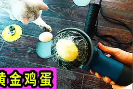 据说煮鸡蛋前先把蛋摇匀，就能得到一个黄金蛋！是真的吗？