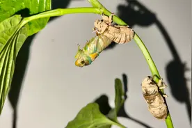 2022年的知了开始出土了视频封面