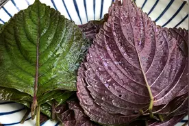 今天才知道，紫苏叶这样做原来这么好吃，香味浓郁开胃，做法简单