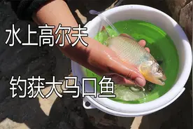 溪流野钓，路亚钓获30厘米的大马口，大哥说这鱼得卖50块一斤！视频封面